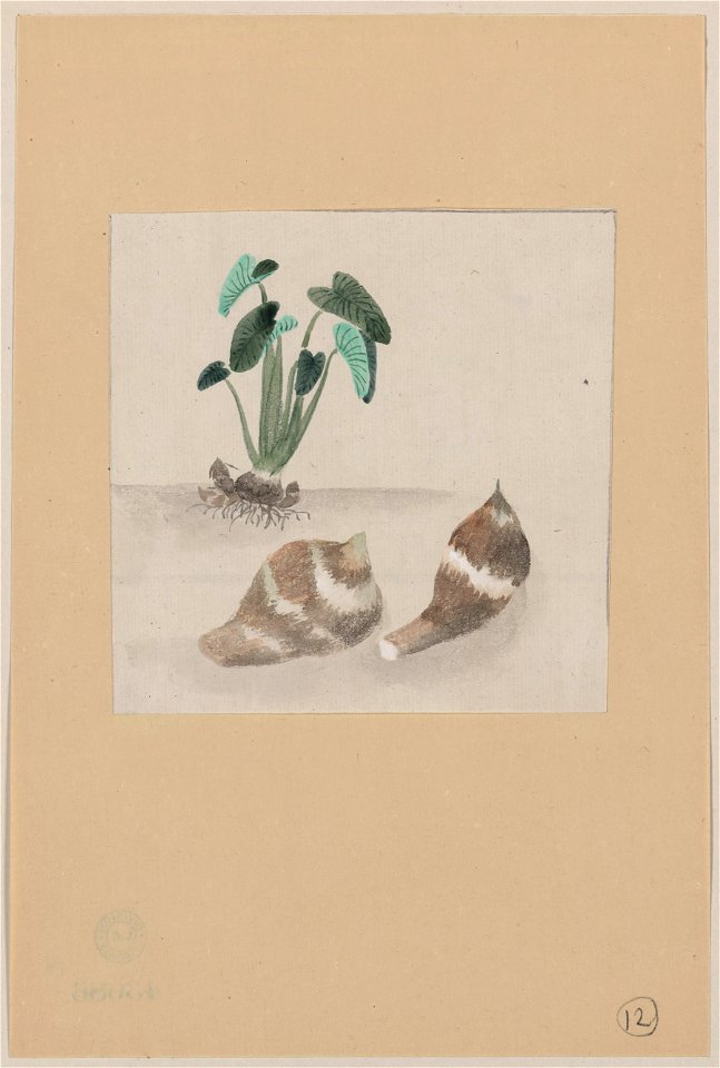 Satoimo taro potato with plant growing in the background LCCN2009630033