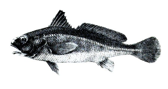 Sciaena carutta Ford 44