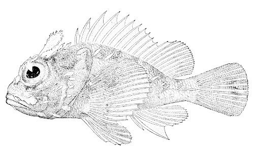 Scorpaenopsis altirostris