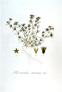 Scleranthus annuus — Flora Batava — Volume v7