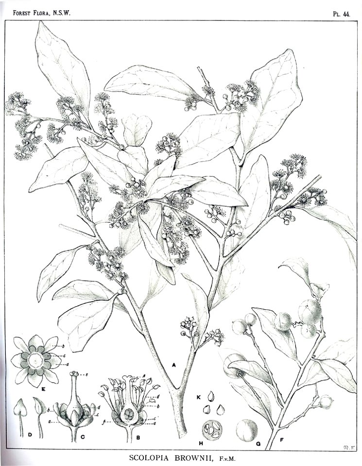 Scolopia braunii00