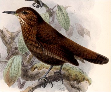 Sclerurus guatemalensis 1902