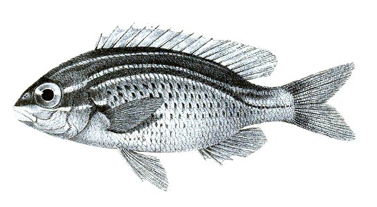 Scolopsis ghanam Ford 22