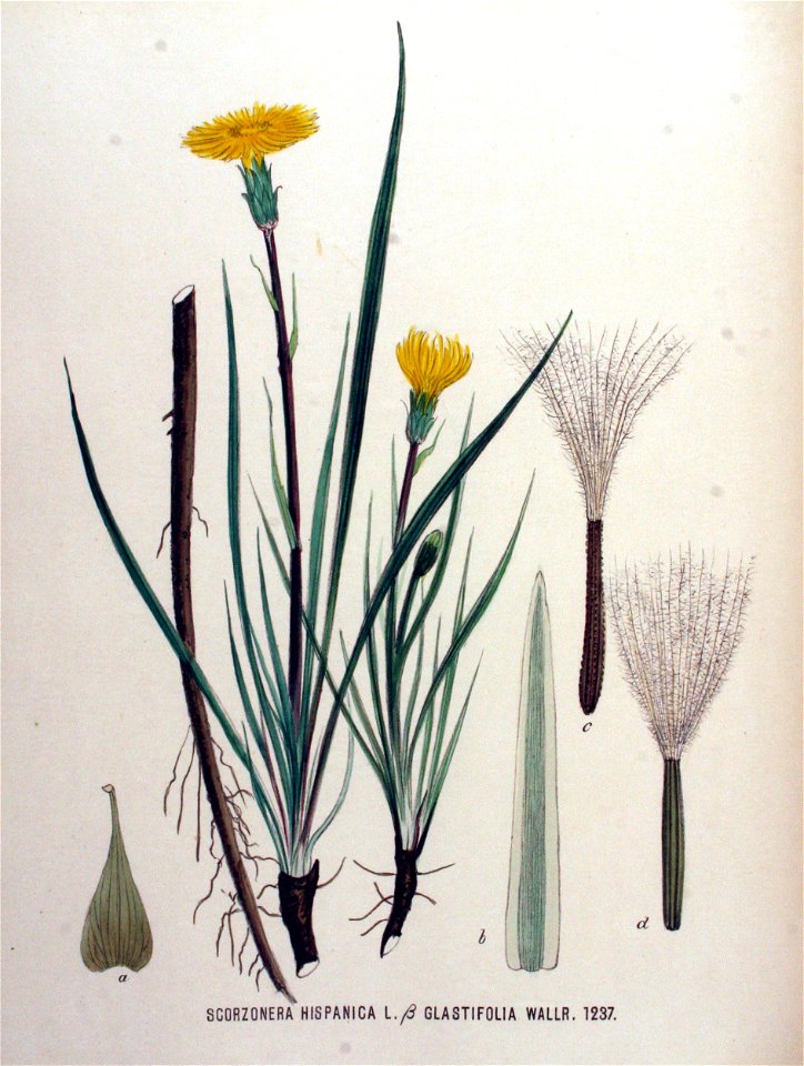 Scorzonera hispanica var. glastifolia — Flora Batava — Volume v16
