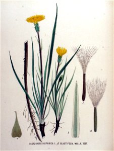 Scorzonera hispanica var. glastifolia — Flora Batava — Volume v16. Free illustration for personal and commercial use.