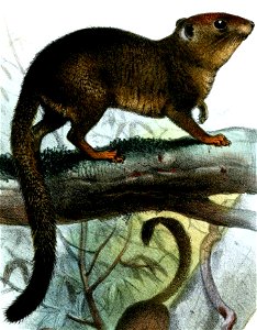 Sciurillus pusillus