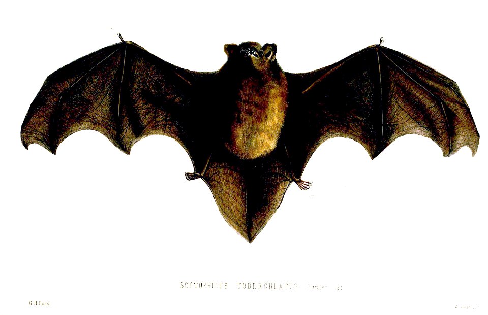 ScotophilusTuberculatusFord