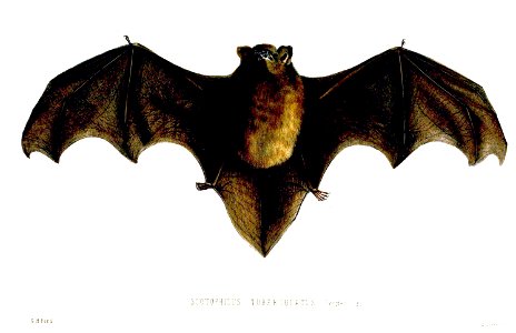 ScotophilusTuberculatusFord