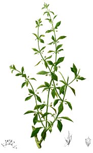 Scoparia dulcis Blanco1.19-cropped