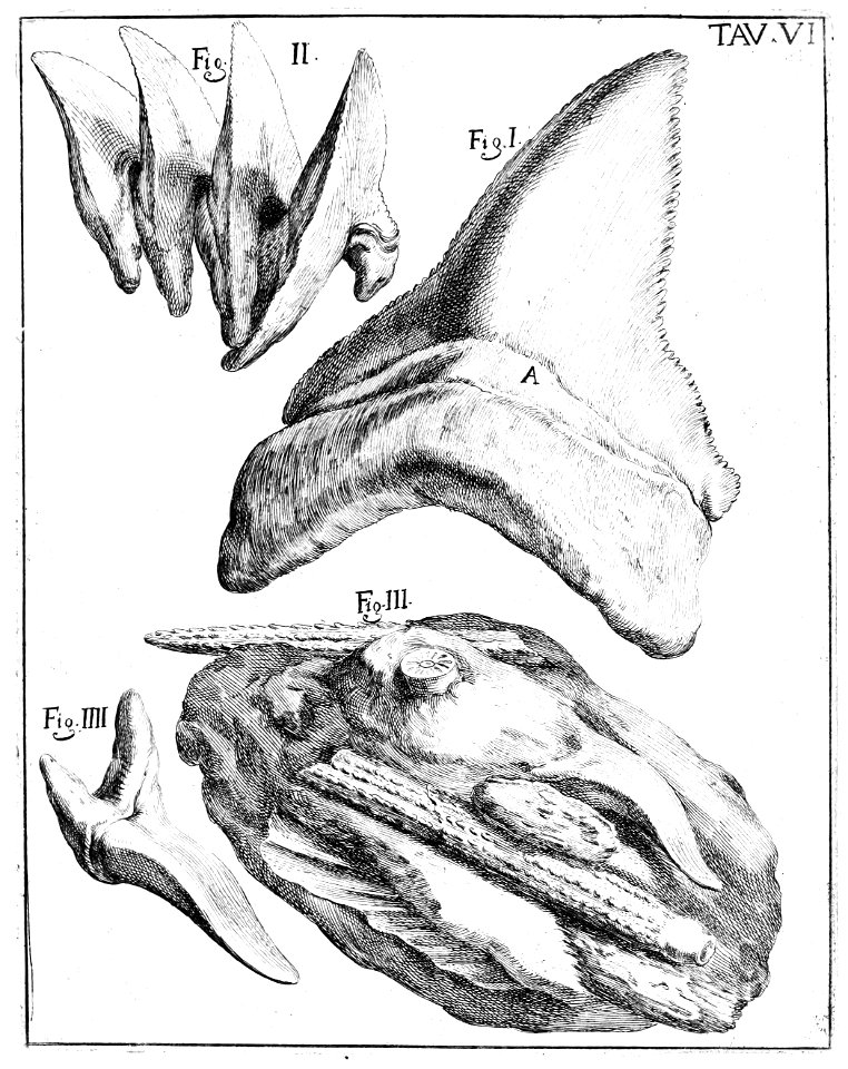 Scilla plate 6