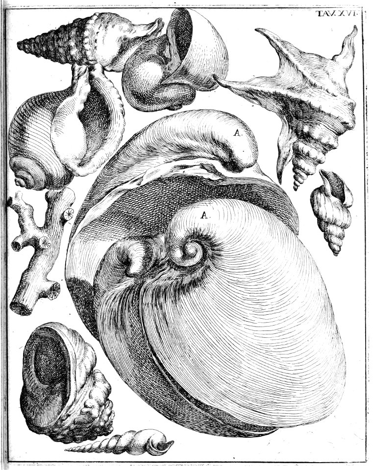 Scilla plate 16