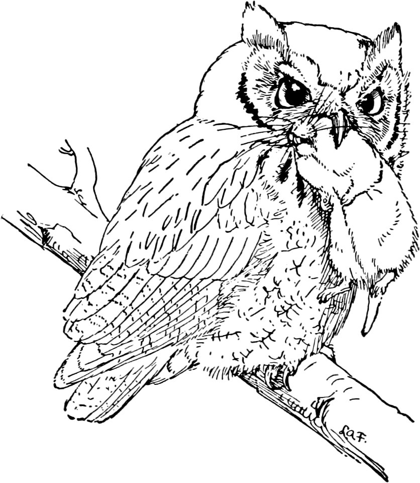 Screech Owl-MBS 31