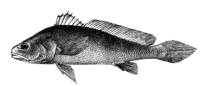 Sciaenoides biauritus Ford 47