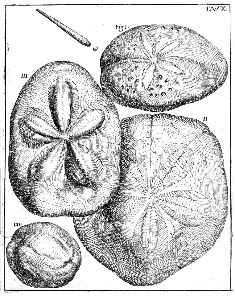 Scilla plate 10