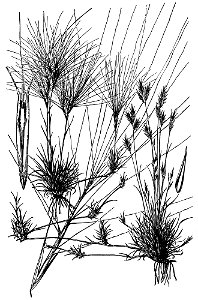 Scleropogon brevifolius HC-1950