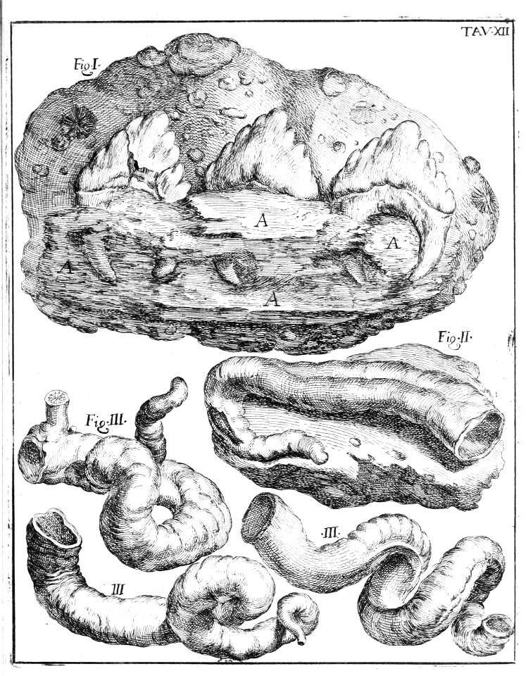 Scilla plate 12