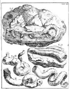 Scilla plate 12