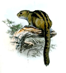 SciurusIsabellaWolf