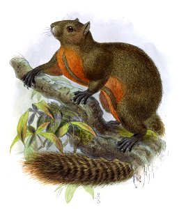 Sciurus gordoni Keulemans
