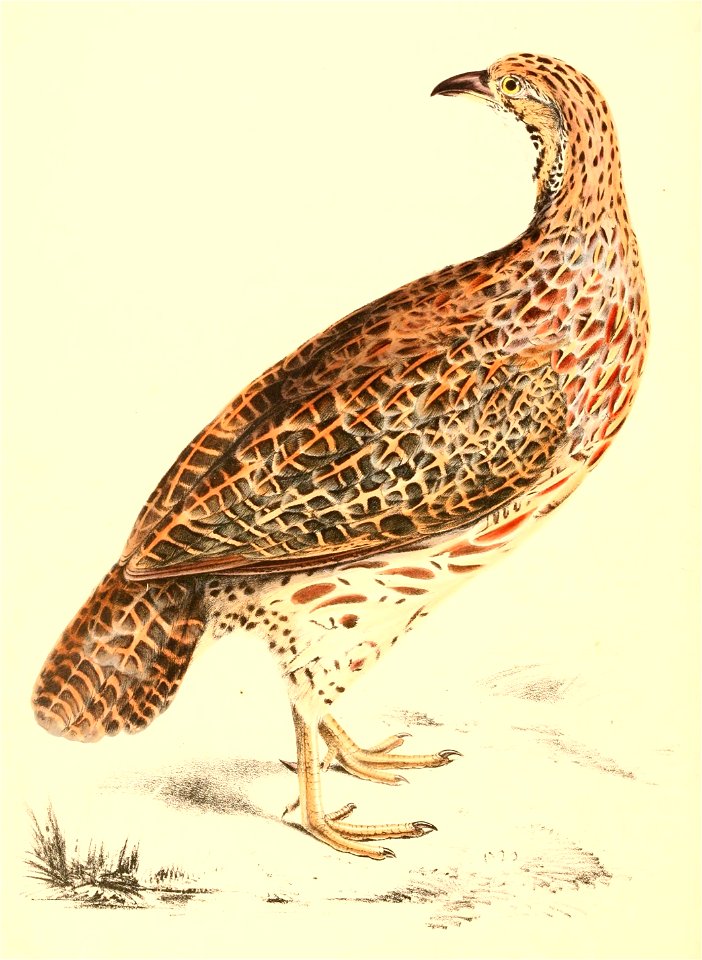 Scleroptila levaillantoides male 1838