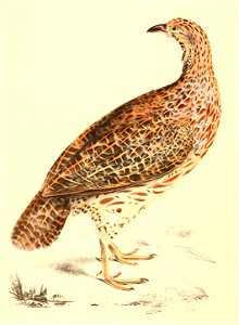 Scleroptila levaillantoides male 1838