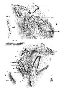 Scleromochlus lithograph