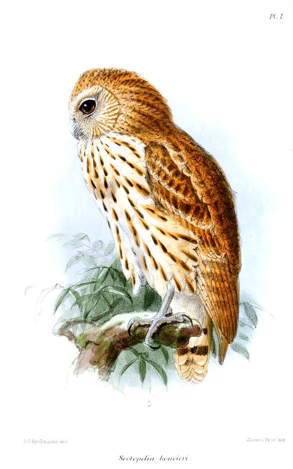 Scotopelia bouveri - Keulemans