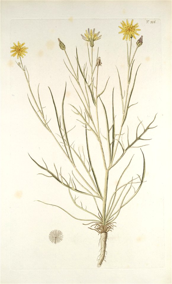 Scorzonera laciniata