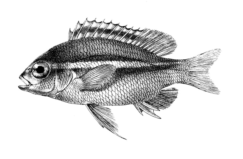 Scolopsis leucotaenia Ford 23