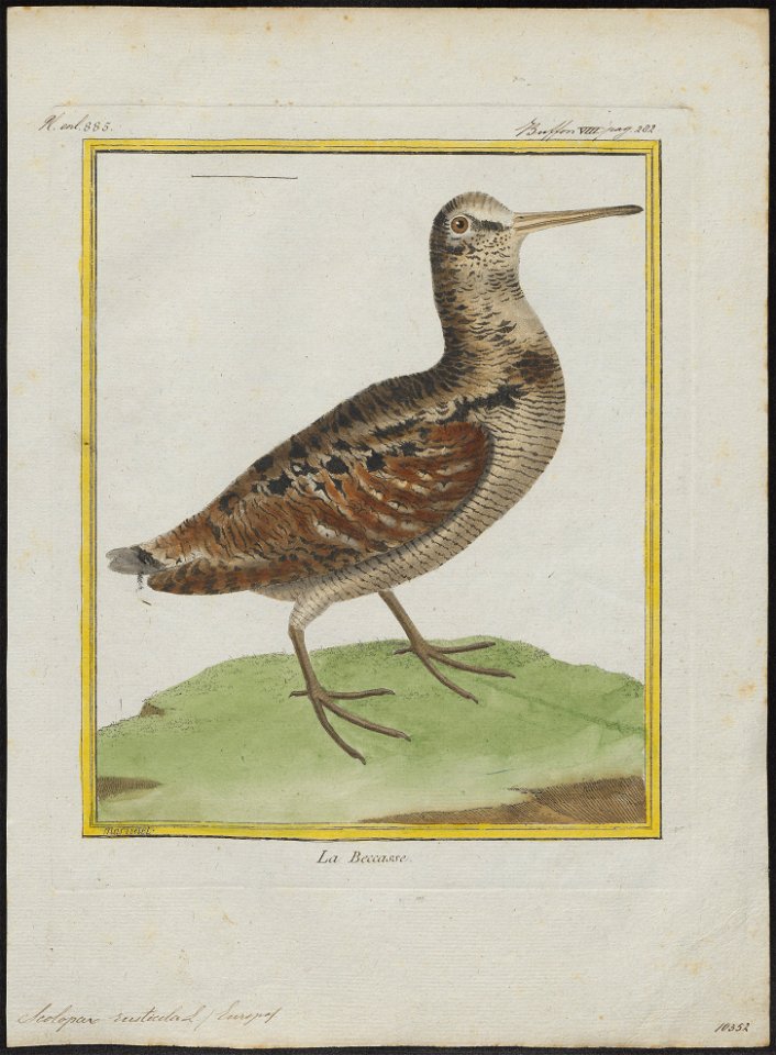 Scolopax rusticola - 1700-1880 - Print - Iconographia Zoologica - Special Collections University of Amsterdam - UBA01 IZ17400325