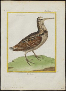 Scolopax rusticola - 1700-1880 - Print - Iconographia Zoologica - Special Collections University of Amsterdam - UBA01 IZ17400325