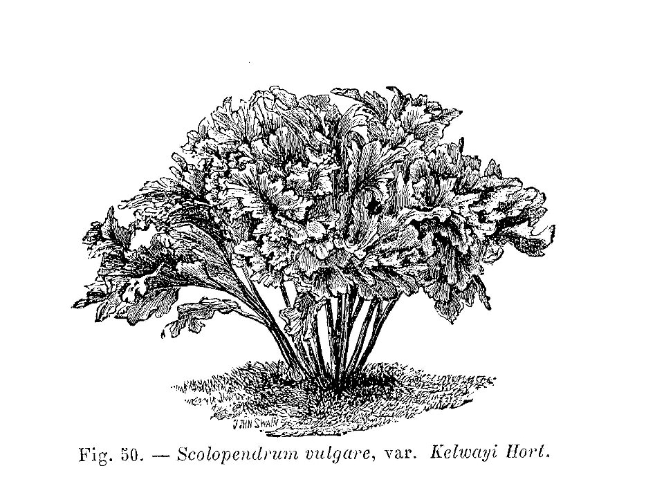 Scolopendrium vulgare Kelvayi