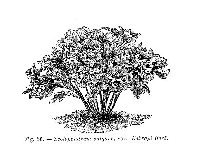 Scolopendrium vulgare Kelvayi