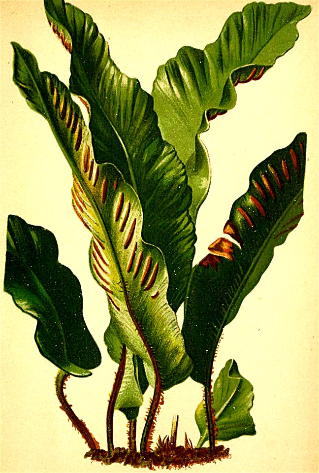 Scolopendrium vulgare Atlas Alpenflora