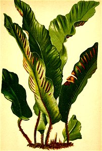 Scolopendrium vulgare Atlas Alpenflora