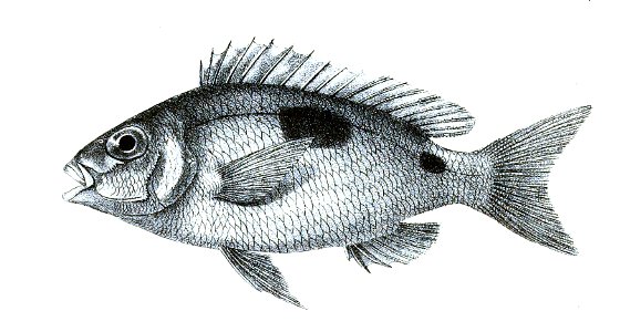Scolopsis bimaculatus Ford 22