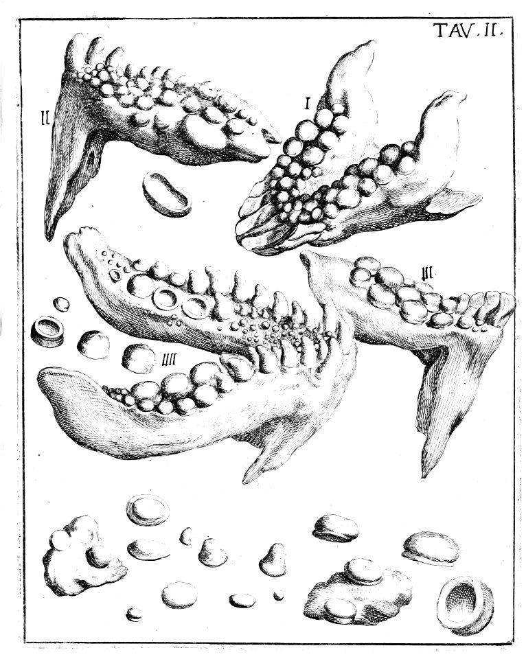 Scilla plate 2