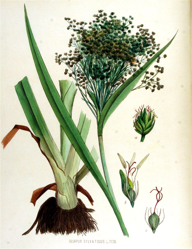 Scirpus sylvaticus — Flora Batava — Volume v15