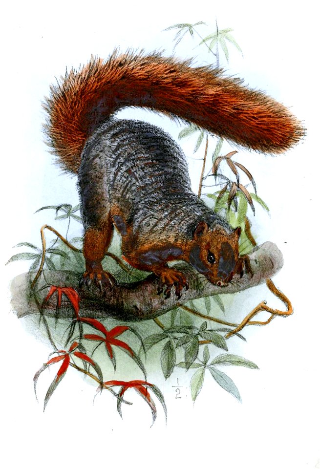 SciurusOrnatusWolf