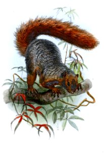 SciurusOrnatusWolf