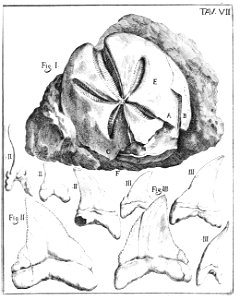 Scilla plate 7