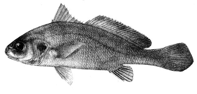 Sciaena glaucus Ford 46