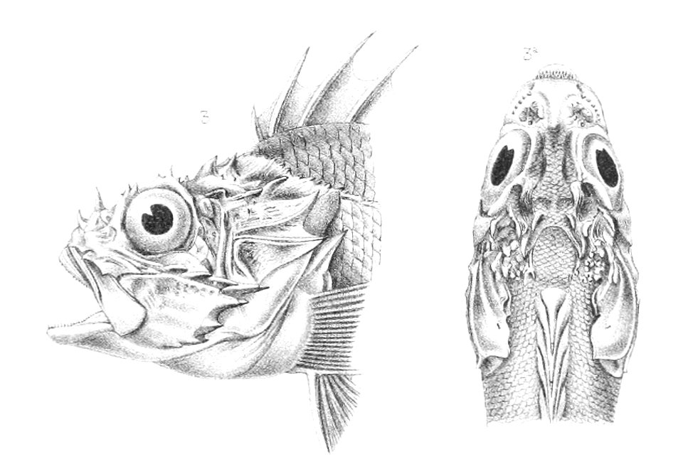 Scorpaena porcus, Alfred Grandidier, 1885