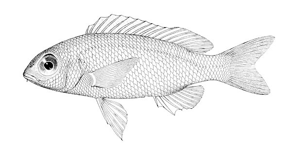 Scolopsis ciliata