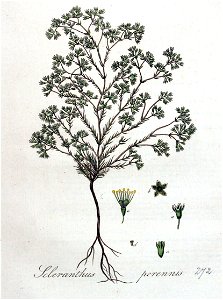 Scleranthus perennis — Flora Batava — Volume v4