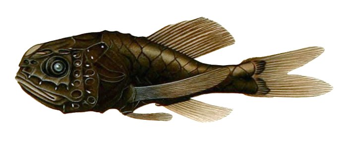 Scopelogadus mizolepis