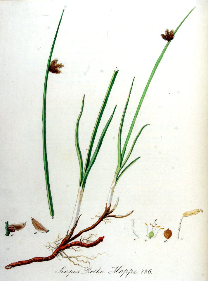 Scirpus rothii — Flora Batava — Volume v10