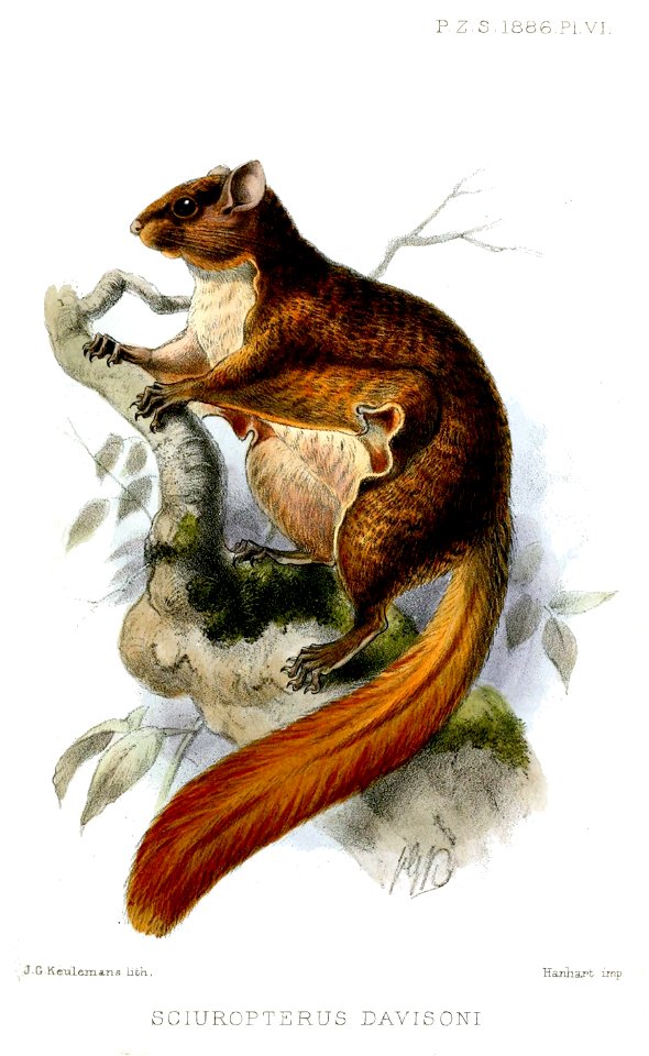 SciuropterusDavisoniKeulemans
