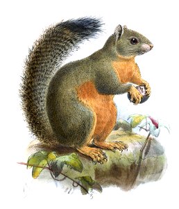 Sciurus blandfordi Keulemans