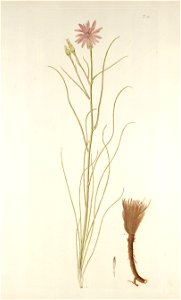 Scorzonera purpurea
